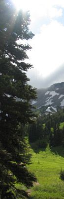 vertical tree in mountains.jpg